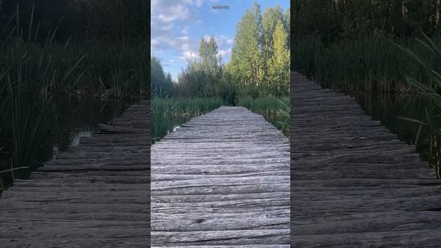 Прогулка в городском парке #земнойирий #великийновгород #прогулка #парк