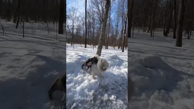 БЕССТРАШНАЯ ХАННА #amstaff #американскийстаффордширскийтерьер #амстафф #питомникаст