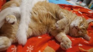 VLOG У нас в семье новый футболист