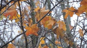 Унылый октябрь 2023