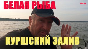 Куршский залив рыбалка 3 сентября в 3 местах