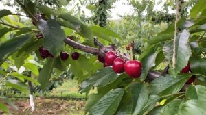 GRACE STAR CHERRY.THE BIG CHERRY!.HARVEST TIME..