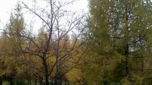 Дождик осенний
