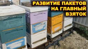 Развитие пчелопакетов на Главный Взяток