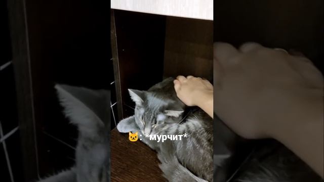 Котозависимость