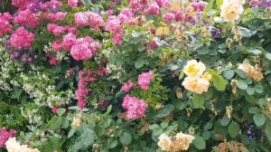 Франция/ПЛЕТИСТЫЕ РОЗЫ/ОБЗОР розы-лианы/provenceallochka