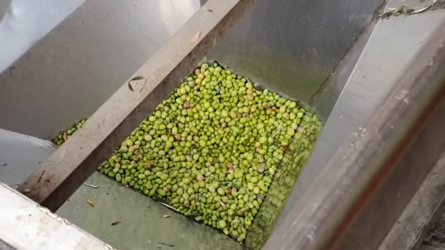 France/СОКРОВИЩЕ ПРОВАНСА. HUILE D'OLIVE  кто ОН?