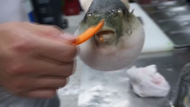 рыбу фугу маринуют морковкой 🐡