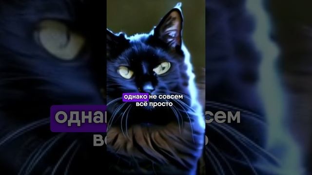 Черные кошки приносят несчастье: правда или миф? смотреть онлайн