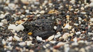 Фернандина – один из Галапагосских островов в Тихом океане.