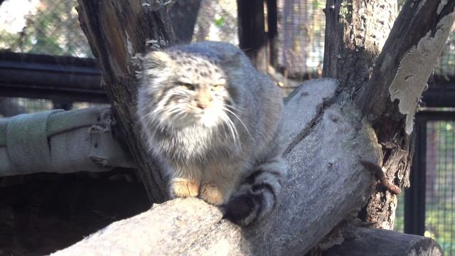 Мили котики