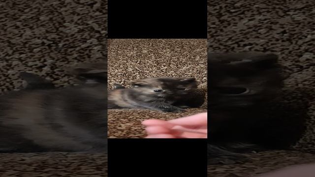 Красивая кошечка с черепахоаым окрасом