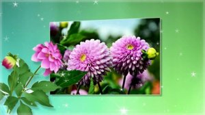 С днем георгинов!