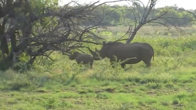 20121220 Manyane Game Farm смотреть онлайн