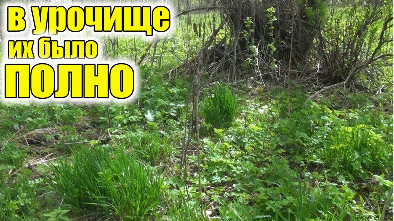В урочище их было полно! Металлоискатель против Старой Деревни! Кто Найдет Больше Сокровищ?