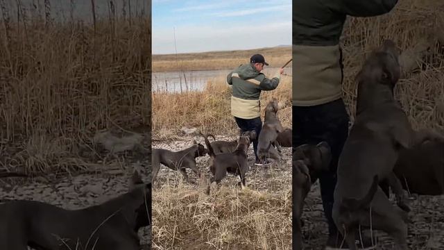 ВЕСЕЛЬЕ #амстафф #питомникаст #американскийстаффордширскийтерьер #amstaff