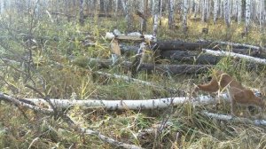 Удачная видеоохота, Рысь в кадре.