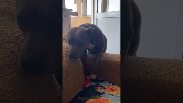 ЯРУШКА #amstaff #американскийстаффордширскийтерьер #питомникамстаффов