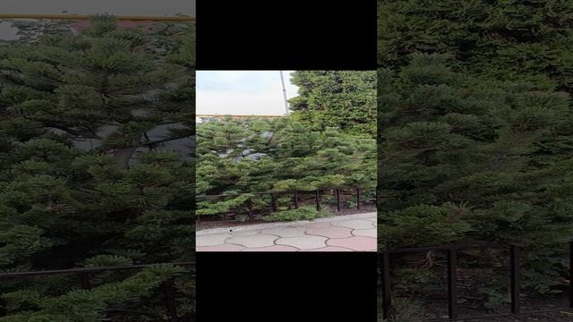 Новый образ горной сосны