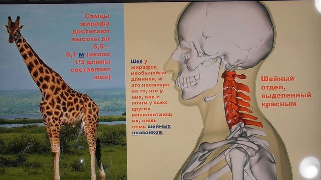 Деградация людей и инволюция жирафов. Александр Белов 2 11 2021 г. смотреть онлайн