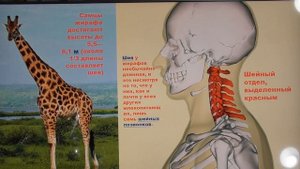 Деградация людей и инволюция жирафов. Александр Белов 2 11 2021 г.