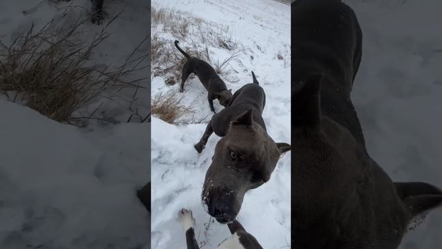 ❄️ПРИШЛА ЗИМА❄️ #амстафф #питомникаст #американскийстаффордширскийтерьер #amstaff #стаффорд