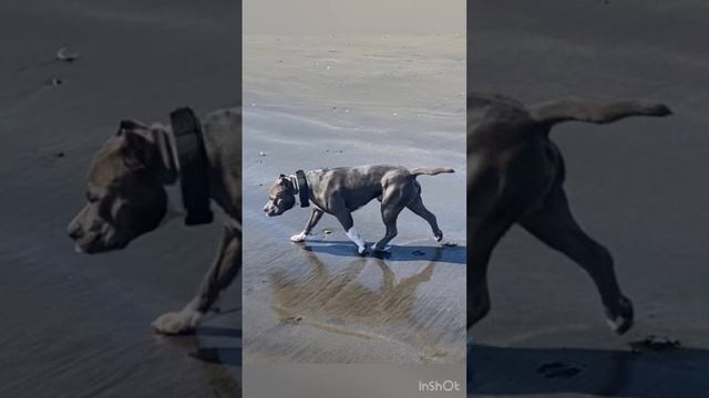 ❤️ВОДНАЯ ДУША❤️ #amstaff #американскийстаффордширскийтерьер #амстафф #питомникаст