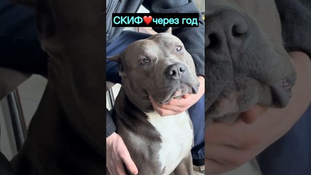 СКИФ #amstaff #американскийстаффордширскийтерьер #амстафф #питомникаст