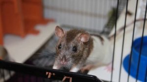 Try These 4 Effective Ways to Get Rid of Rats Quickly