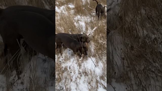 ЗИМА НИПОЧЁМ #амстафф #питомникаст #amstaff #американскийстаффордширскийтерьер #стаффорд