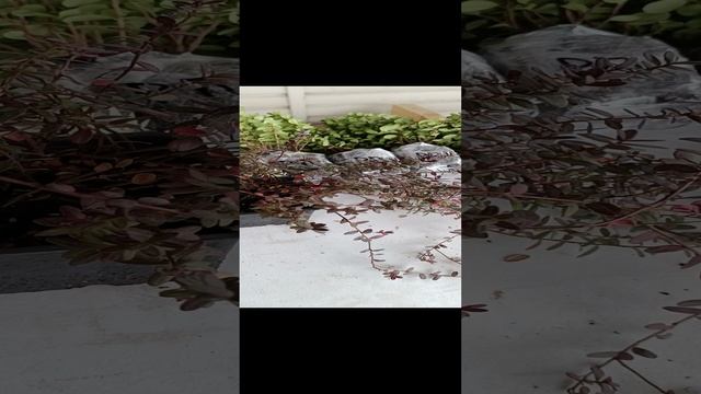 Отправка саженцев брусники, клюквы. смотреть онлайн