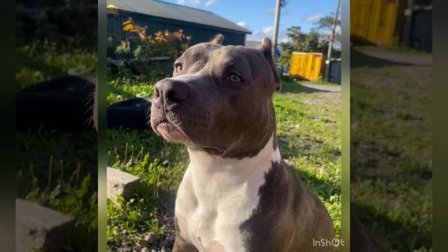 СИМБА 9 месяцевпривет из Южнокурильска #амстафф #питомникаст #amstaff