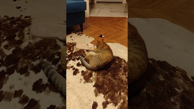 Кошка Матильда и как бы Мышь (и тапок)
