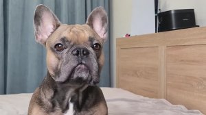 Сколько Раз В День Я Гуляю С Собакой | Сколько Времени Уходит На Прогулки С Бульдогом