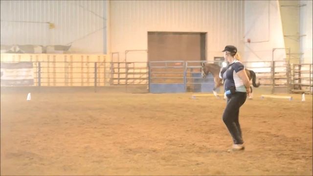 C. Girard & Alma June Dressage Clinic with Jill Jardie смотреть онлайн