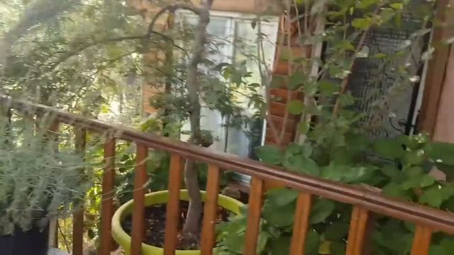 Приятные Осенние хлопоты/ Запах Юкки/Рецепт Икры Заморской/Комбуча и Кефир