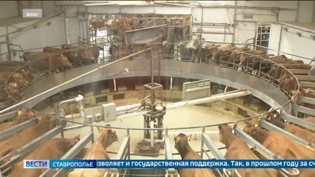 Производство молока на Ставрополье выросло на 3,3 процента
