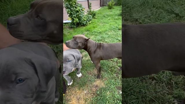 Голубые стаффы/ окрас #amstaff #американскийстаффордширскийтерьер #питомникамстаффов