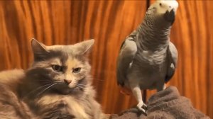 Игры с котами, 7, Не играй со мной, птичка..