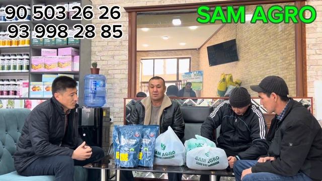 Piyoz urugi Bayram dora va Yello spanish bolasi SAM AGRO смотреть онлайн