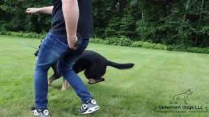 German Shepherd Protection Dog Obedience by Deterrent Dogs LLc