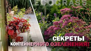 Секреты контейнерного озеленения!
