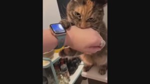 Попробуй не засмеяться, удивительно смешные кошечки и собачки, часть 23