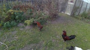 странный петух