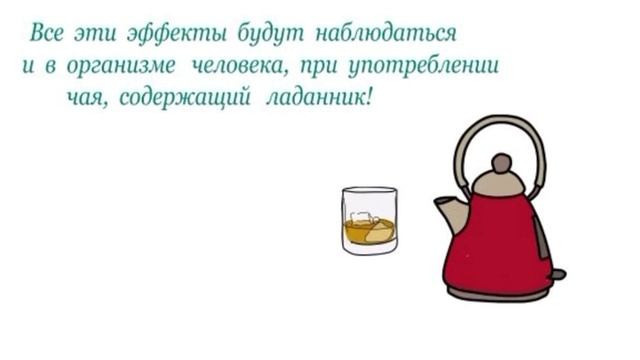 Растение Ладанник🌿☘️🌱🍀 смотреть онлайн