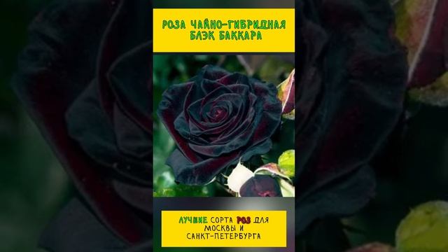 Лучшие сорта роз. Заказать их можно на нашем сайте #советысадоводам #розы #ассортимент