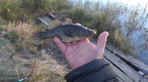 Увлекательная рыбалка на удивительную рыбку . "Но только ТЫ ! РЫБА моей мечты !!! " )))) .