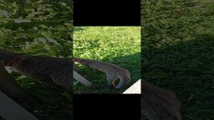 Кошечка Муся на прогулке.