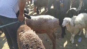 САМАРКАНД ПАСТДАРГОМ ЖУМА Куй Кузи Кучкор Бозори Нархлари Кутарилди