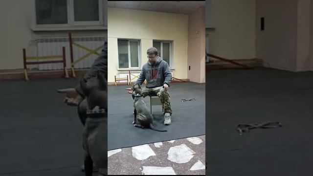 РАДА 6 месяцевОКД #американскийстаффордширскийтерьер #амстафф #питомникаст #amstaff